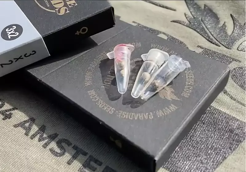 Sativa Champions pack, Фасовка: 6, изображение 2